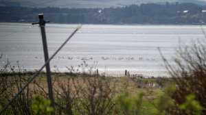 Family of Whooper Swans