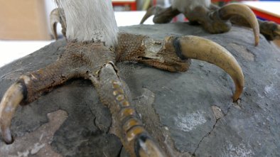 Feet - damage is immediately obvious