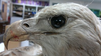 Head - feather fading, paint, moth damage and feather loss