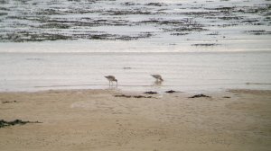 Bar-tailed Godwit (I think?!)