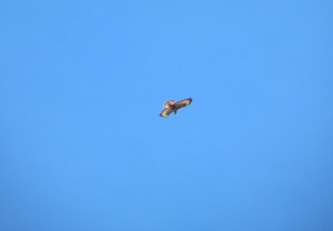 One of my Buzzards