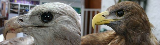 Before and After: Portrait Shot