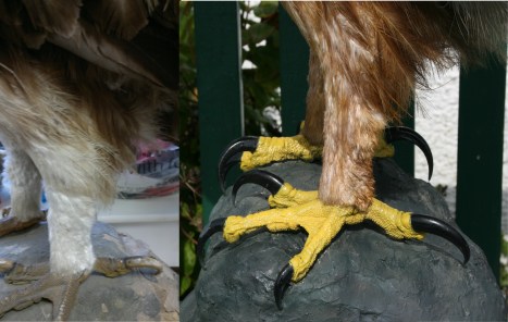 Before and After: Leg Re-Colouring