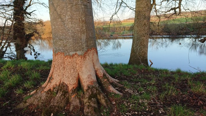 big tree damage - calum mcroberts
